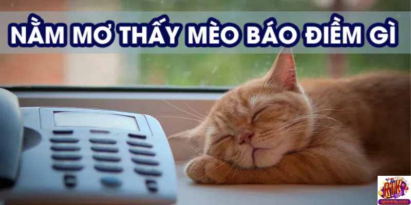 Nằm mơ thấy mèo và trải nghiệm cá cược trực tuyến